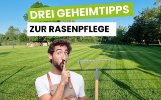 Unsere besten Geheimtipps zur Rasenpflege