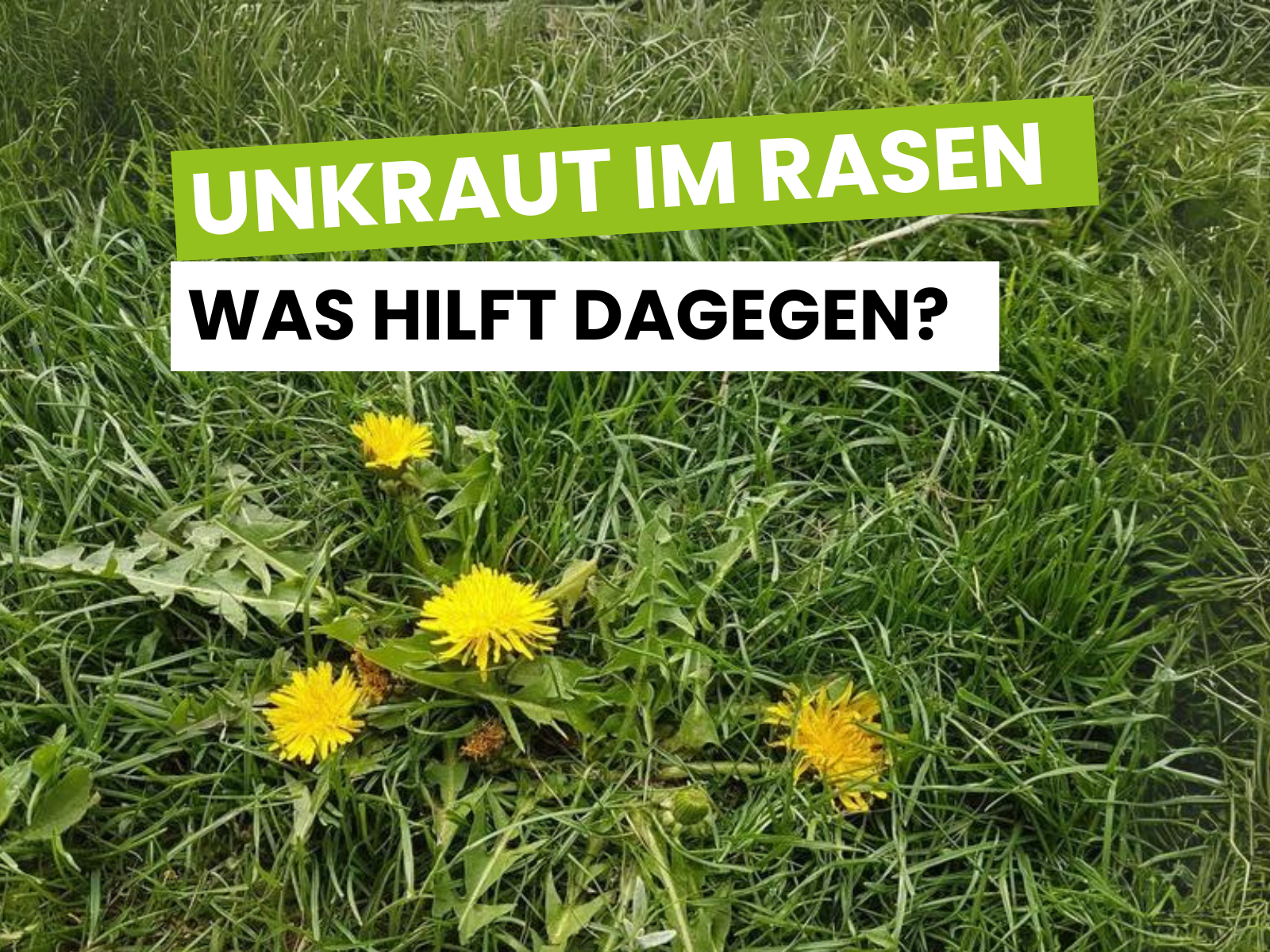 Unkraut im Rasen