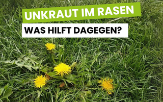 Unkraut im Rasen