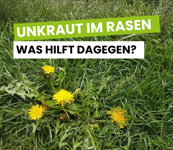 Unkraut im Rasen