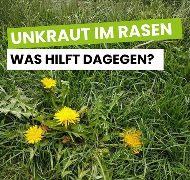 Unkraut im Rasen