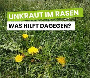Unkraut im Rasen