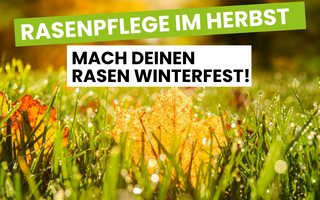 Rasenpflege im Herbst