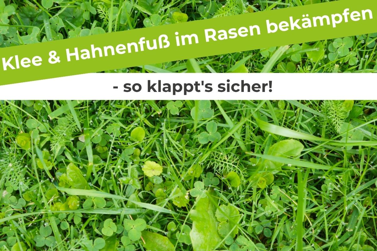 Klee & Hahnenfuß im Rasen bekämpfen – so klappt's sicher