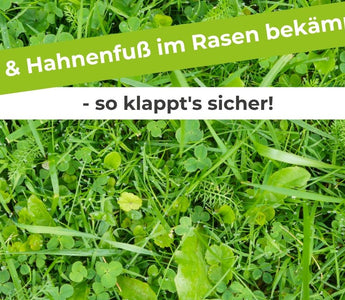 Klee-Hahnenfuß-im-Rasen-bekämpfen-so-klappt-s-sicher Terrauno