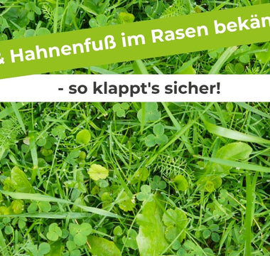 Klee-Hahnenfuß-im-Rasen-bekämpfen-so-klappt-s-sicher Terrauno