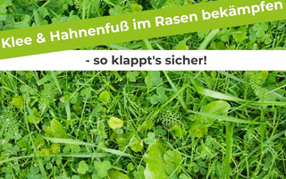 Klee-Hahnenfuß-im-Rasen-bekämpfen-so-klappt-s-sicher Terrauno