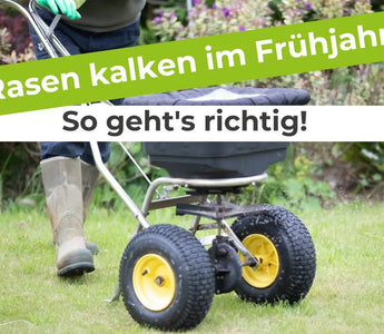 Rasen-kalken-im-Frühjahr-So-geht-s-richtig Terrauno