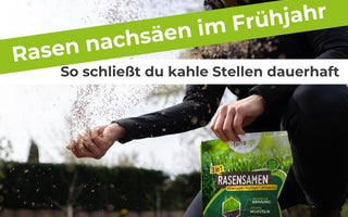 Rasen nachsäen im Frühjahr – So schließt du kahle Stellen dauerhaft
