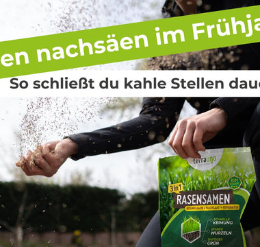 Rasen nachsäen im Frühjahr – So schließt du kahle Stellen dauerhaft