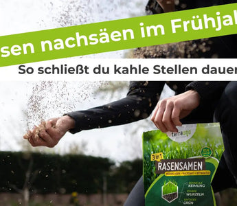 Rasen-nachsäen-im-Frühjahr-So-schließt-du-kahle-Stellen-dauerhaft Terrauno