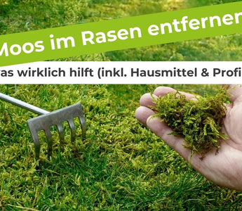 Moos-im-Rasen-entfernen-was-wirklich-hilft-inkl.-Hausmittel-Profi-Tipp Terrauno