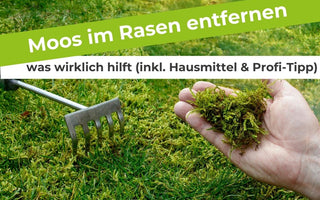 Moos im Rasen entfernen – was wirklich hilft (inkl. Hausmittel & Profi-Tipp)