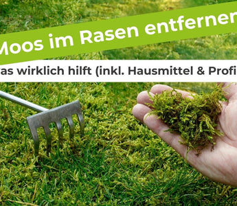 Moos im Rasen entfernen – was wirklich hilft (inkl. Hausmittel & Profi-Tipp)