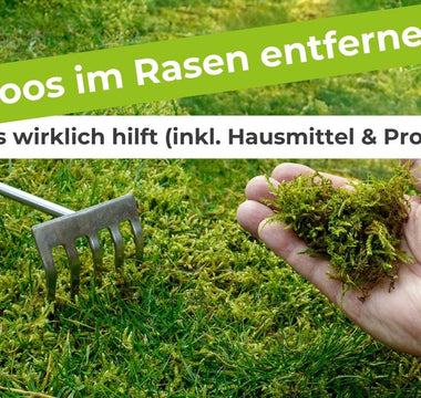 Moos-im-Rasen-entfernen-was-wirklich-hilft-inkl.-Hausmittel-Profi-Tipp Terrauno