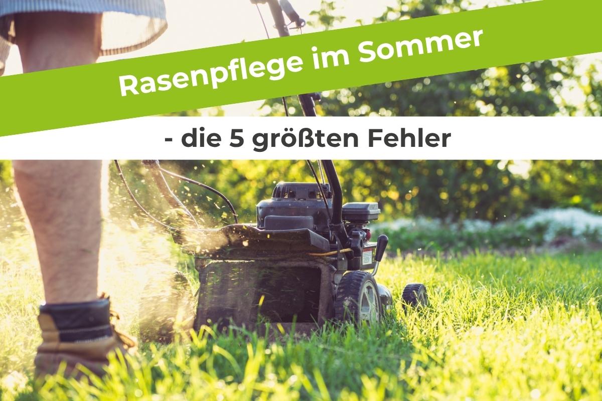Rasenpflege-im-Sommer-die-5-größten-Fehler Terrauno