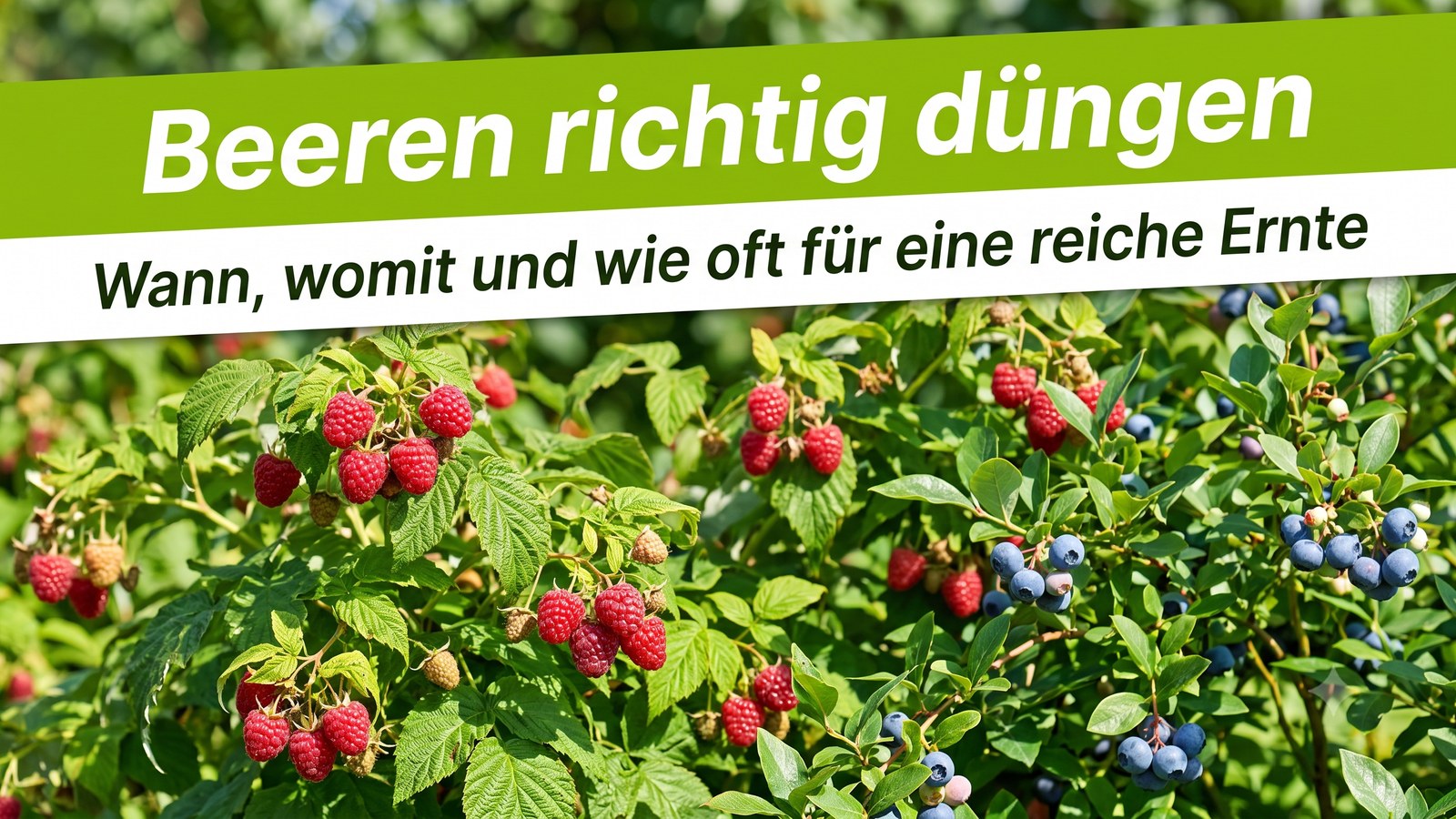 Reife Himbeeren und Heidelbeeren an gesunden grünen Sträuchern in einem sonnigen Sommergarten