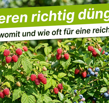 Reife Himbeeren und Heidelbeeren an gesunden grünen Sträuchern in einem sonnigen Sommergarten