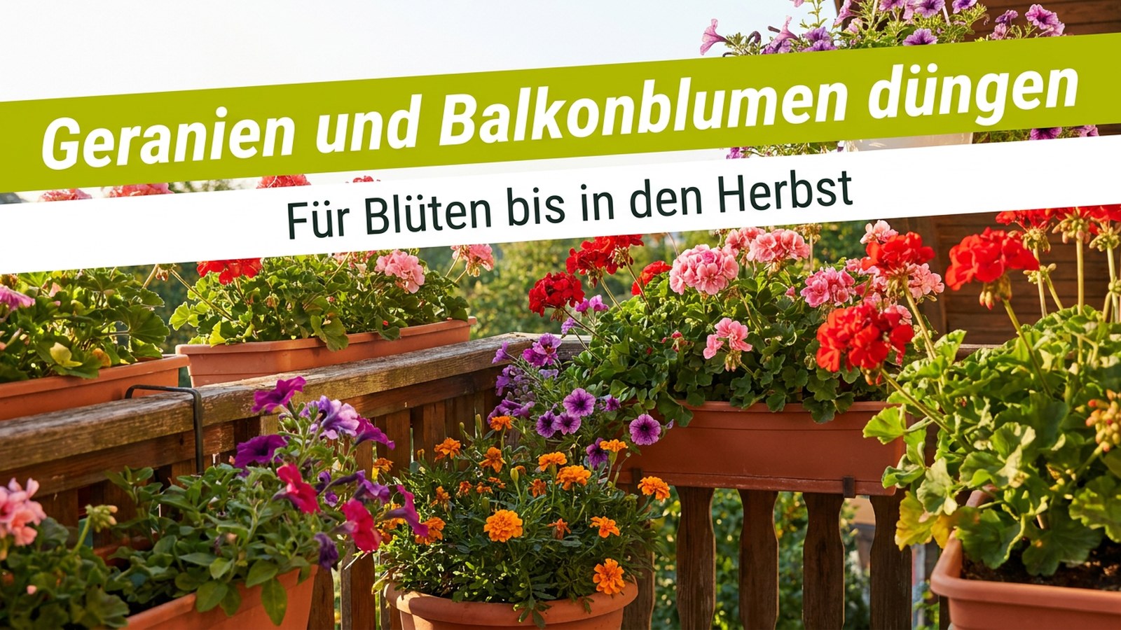 Balkon mit blühenden Geranien, Petunien und Tagetes – Geranien und Balkonblumen düngen