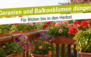 Balkon mit blühenden Geranien, Petunien und Tagetes – Geranien und Balkonblumen düngen