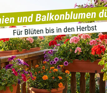 Balkon mit blühenden Geranien, Petunien und Tagetes – Geranien und Balkonblumen düngen