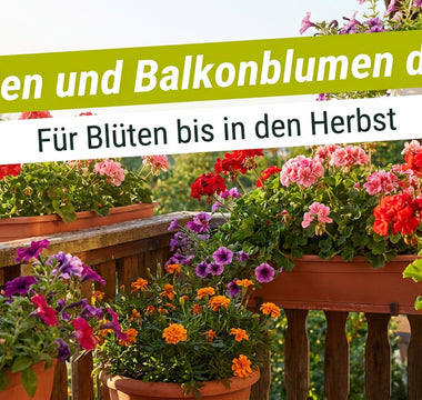 Balkon mit blühenden Geranien, Petunien und Tagetes – Geranien und Balkonblumen düngen