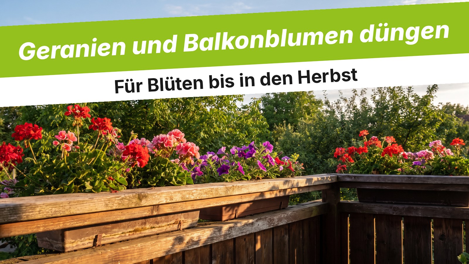 Balkonkästen mit blühenden roten und rosa Geranien