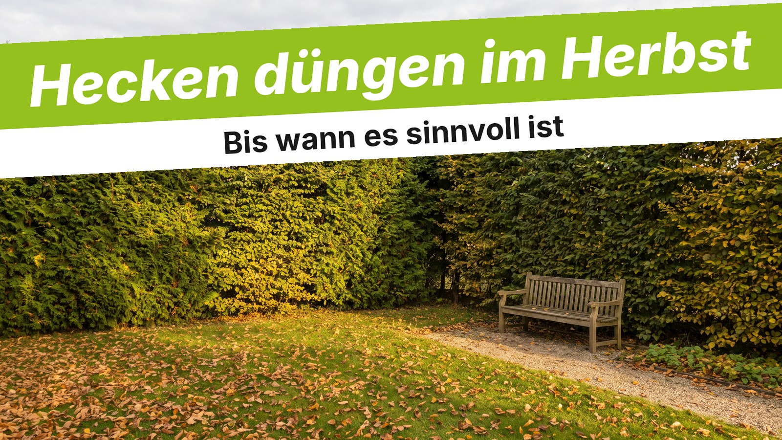 Dichte grüne Gartenhecke im Herbst mit Laub auf dem Rasen