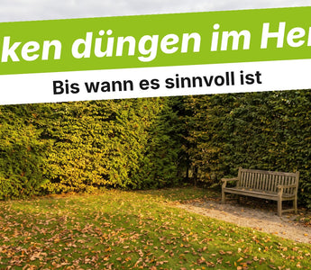 Dichte grüne Gartenhecke im Herbst mit Laub auf dem Rasen