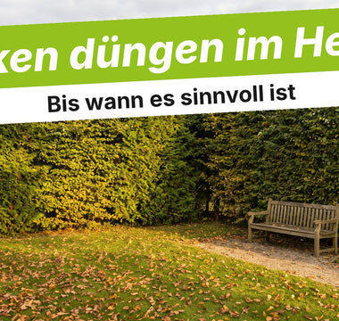 Dichte grüne Gartenhecke im Herbst mit Laub auf dem Rasen