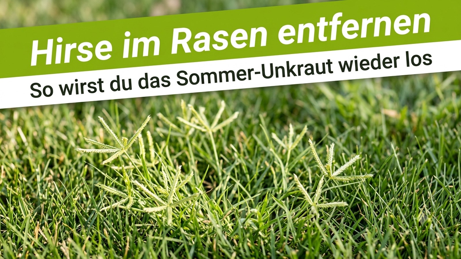 Sommerrasen mit hellgrünen Hirse-Horsten als Titelbild zum Ratgeber Hirse im Rasen entfernen von TerraUno