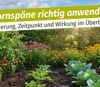 Gemüse- und Blumenbeet im Spätsommer – Hornspäne richtig anwenden