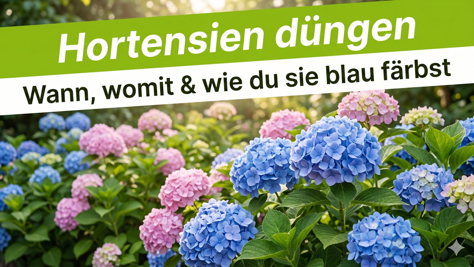Üppiges Hortensienbeet mit blauen und rosa Blüten – Banner Hortensien düngen, wann, womit und wie du sie blau färbst.