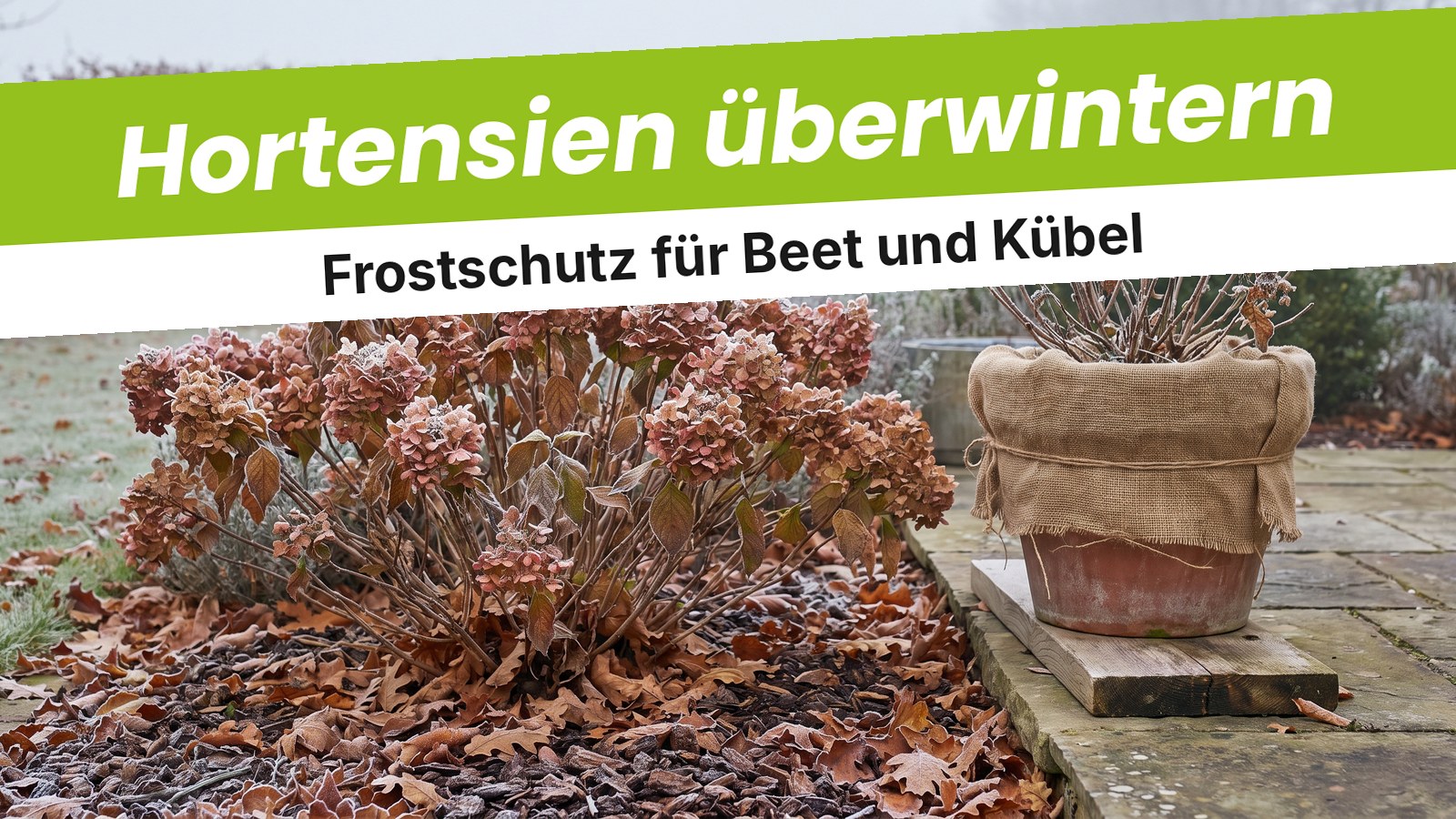 Bauernhortensie im Herbst mit Raureif, Laubmulch am Fuß und Kübelhortensie mit Jute auf einer Holzplatte