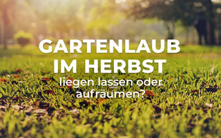 Herbstlaub-im-Garten-liegen-lassen-oder-aufräumen Terrauno