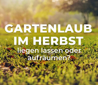 Herbstlaub-im-Garten-liegen-lassen-oder-aufräumen Terrauno