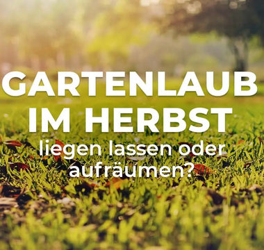 Herbstlaub-im-Garten-liegen-lassen-oder-aufräumen Terrauno