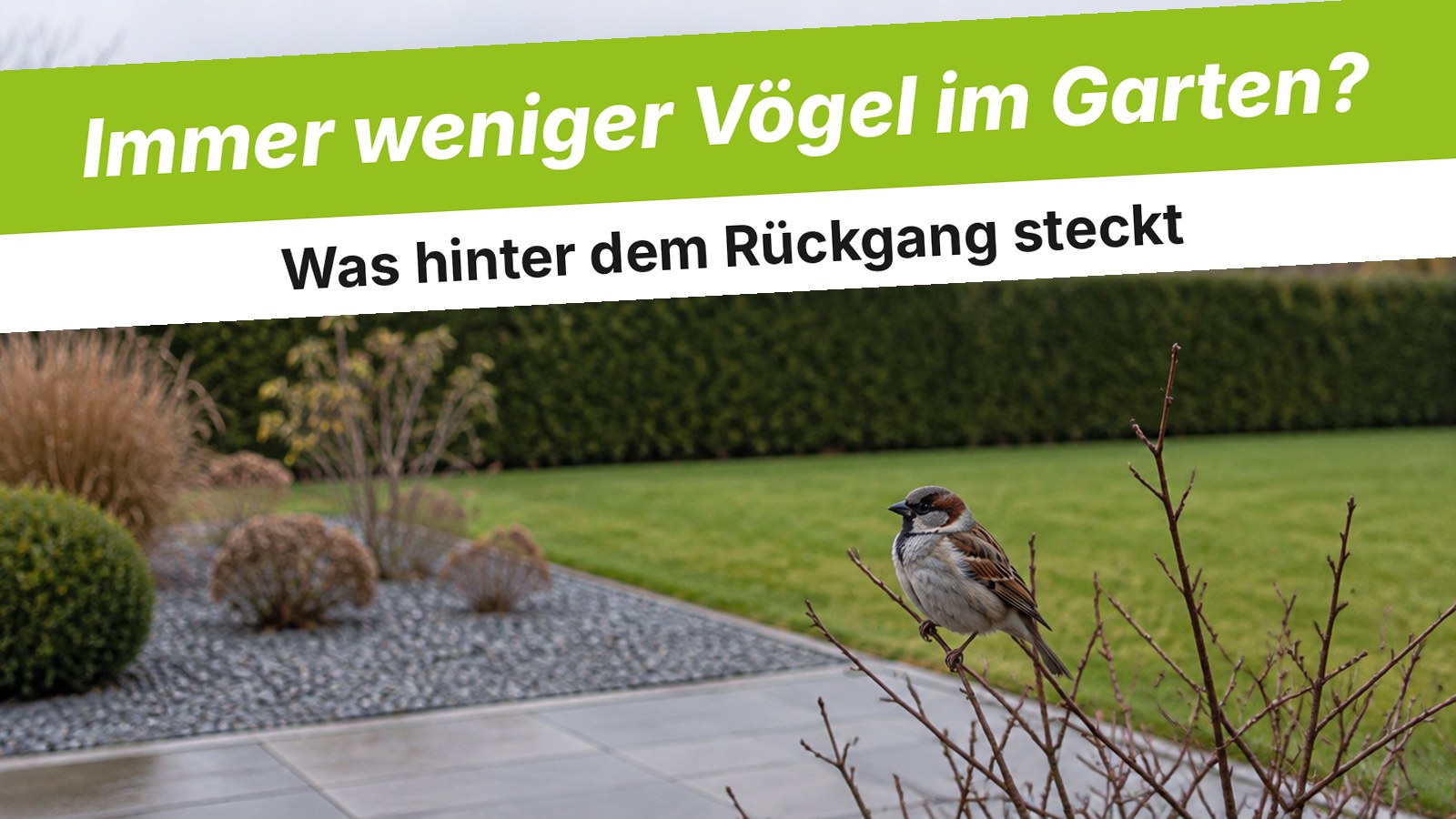 Einzelner Haussperling auf kahlem Zweig vor einem aufgeräumten Garten mit Schotterbeet und kurzem Rasen im Spätherbst
