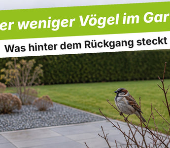 Einzelner Haussperling auf kahlem Zweig vor einem aufgeräumten Garten mit Schotterbeet und kurzem Rasen im Spätherbst