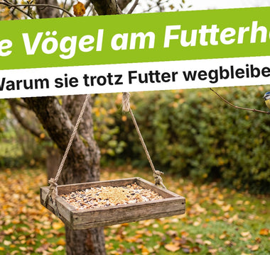 Gefülltes Futterbrett im herbstlichen Garten ohne Vögel, nur eine Blaumeise wartet auf einem Zweig in der Nähe