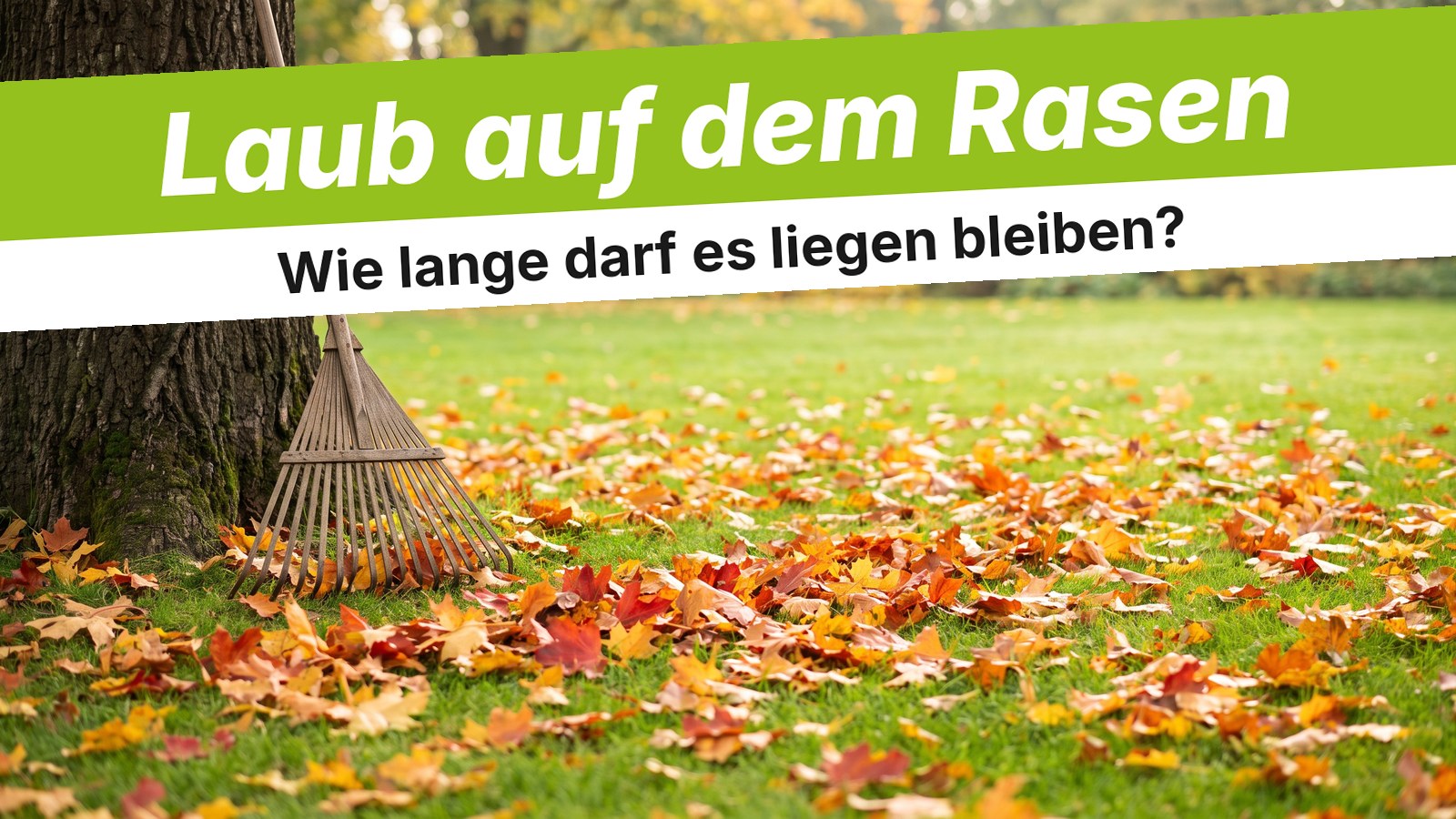 Rasen mit buntem Herbstlaub und Laubrechen am Baumstamm