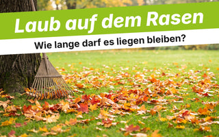 Rasen mit buntem Herbstlaub und Laubrechen am Baumstamm