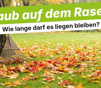 Rasen mit buntem Herbstlaub und Laubrechen am Baumstamm