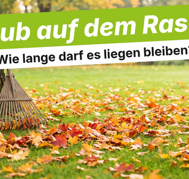 Rasen mit buntem Herbstlaub und Laubrechen am Baumstamm