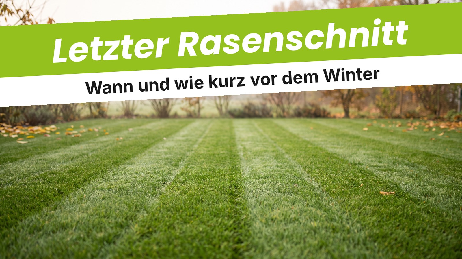 Frisch gemähter Rasen auf 4–5 cm im späten Herbst mit Mähstreifen, Laub am Rand und Herbstbäumen im Morgennebel