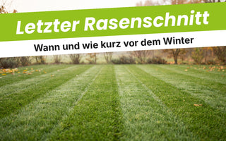 Frisch gemähter Rasen auf 4–5 cm im späten Herbst mit Mähstreifen, Laub am Rand und Herbstbäumen im Morgennebel