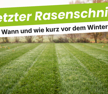 Frisch gemähter Rasen auf 4–5 cm im späten Herbst mit Mähstreifen, Laub am Rand und Herbstbäumen im Morgennebel