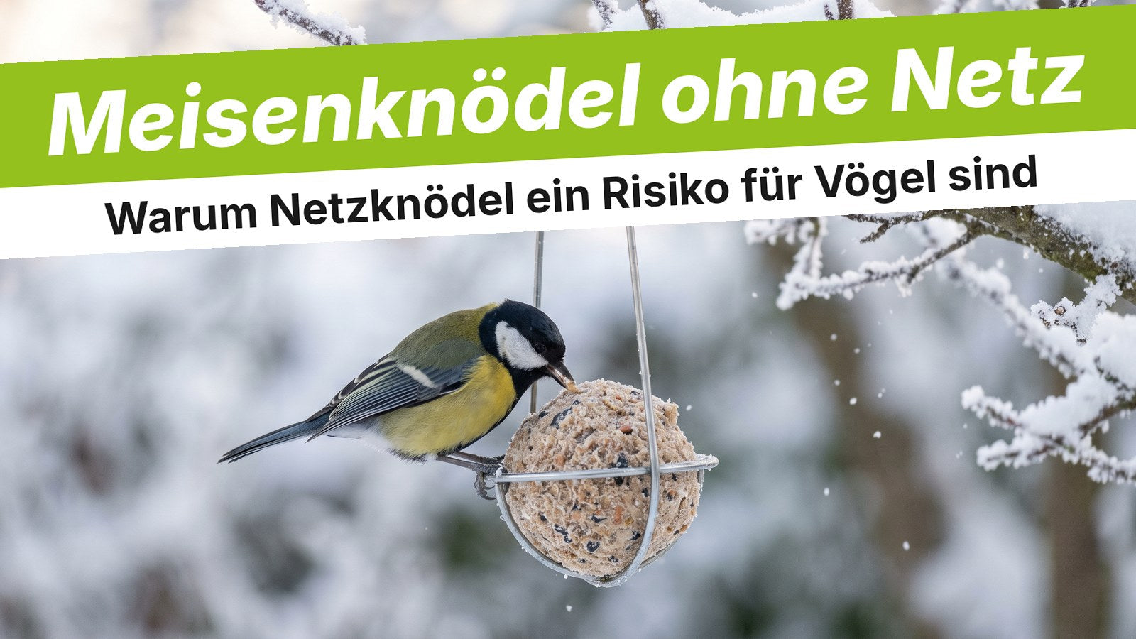 Kohlmeise an einem Meisenknödel ohne Netz im Drahthalter