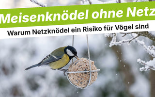 Kohlmeise an einem Meisenknödel ohne Netz im Drahthalter
