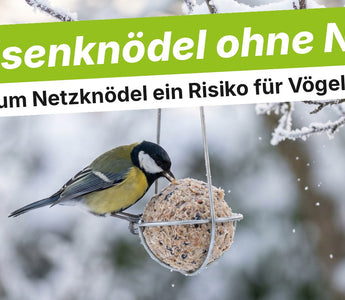 Kohlmeise an einem Meisenknödel ohne Netz im Drahthalter